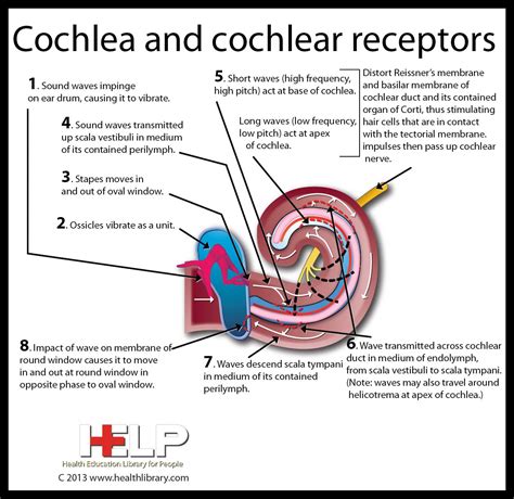 cochlea  cochlear receptors hearing health biology classroom medical tests