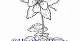 Colorado Flower Rocky Mountain State Coloring Columbine sketch template