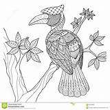 Hornbill Coloring Zentangle Book Bird Tree Decorations Other Dreamstime Illustration 1300 33kb Aztec Drawings Flower sketch template
