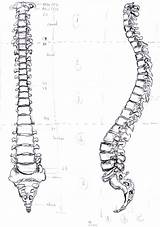 Spine Human Spinal Cord Deviantart Column Muse Flash Vertebral Anatomy Side Back Drawings sketch template