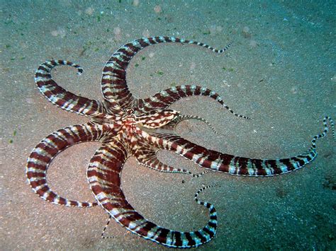 mimic octopus  photo  flickriver