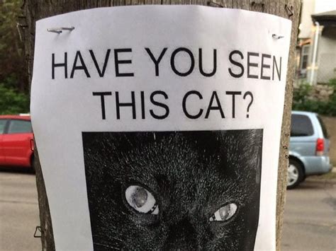 missing cat poster   funny youll