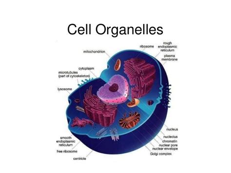 cells  cellular processes