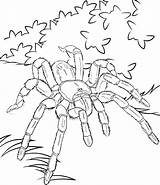 Coloring Tarantula Rainforest Pages sketch template