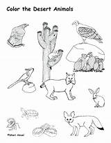 Desert Coloring Animals Pages Choose Board Animal sketch template