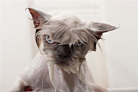 stop  youre      hilarious pictures  funny wet cats