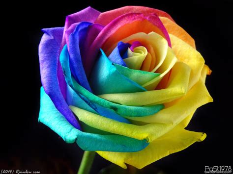 rainbow rose    deviantart