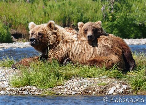 mother  cub kabscapes