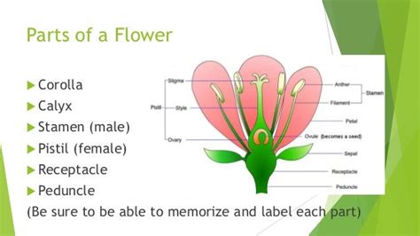Pre Fertilization Structures In Plants Flower Structure And Male A