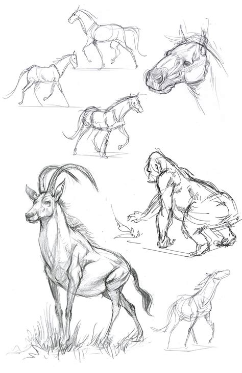kelvins stuff animal drawings