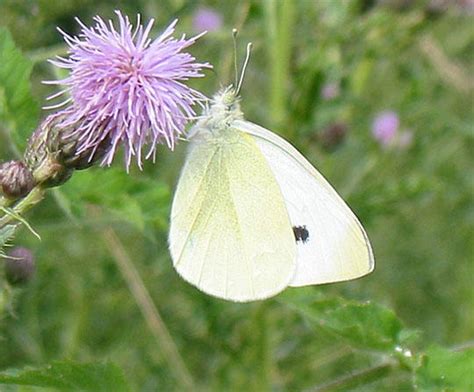 spiderlick small white