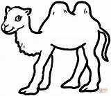 Coloring Pages Kids Camel Animal Camels Drawing Visit Craft sketch template
