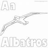 Coloring Albatross Pages Choose Print Sheets Pdf Board sketch template