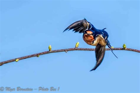 barn swallow flying   focusing  wildlife