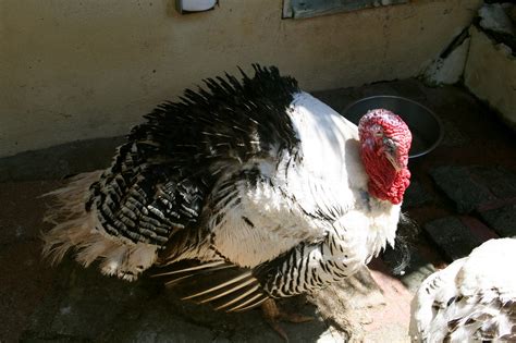 turkey big fat turkey  newquay zoo nathan goddard flickr