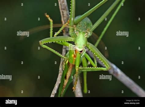 predatory bush cricket predatory bush cricket spiked magician saga pedo female stock photo