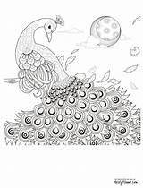 Coloring Adult Peacock Pages Printable Colouring Feather Peacocks Adults Drawings Pencil Sheets Feathers Detailed Book Print Kids sketch template