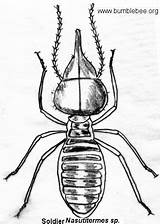 Termite Drawing Isoptera Paintingvalley Soldiers sketch template