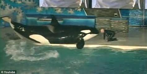 Chilling Video Shows Moment Seaworld Killer Whale Dragged Trainer Under