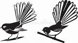Fantail Bird Silhouette Native Zealand Clipart Dreamstime Illustration Shape Illustrations Vectors sketch template