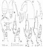 Afbeeldingsresultaten voor "acrocalanus Gracilis". Grootte: 150 x 166. Bron: www.researchgate.net