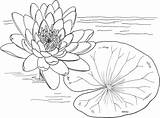 Nymphaea Supercoloring Lilies sketch template