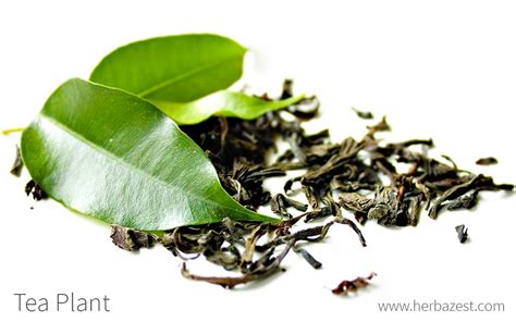 tea plant herbazest