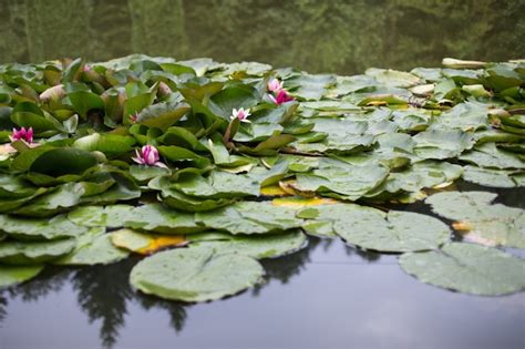 premium photo water lilies grow   pond white water lily  water