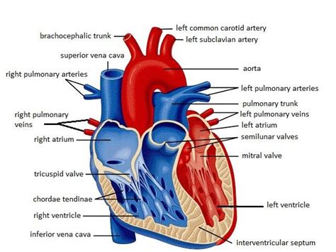 heart diagram quizlet
