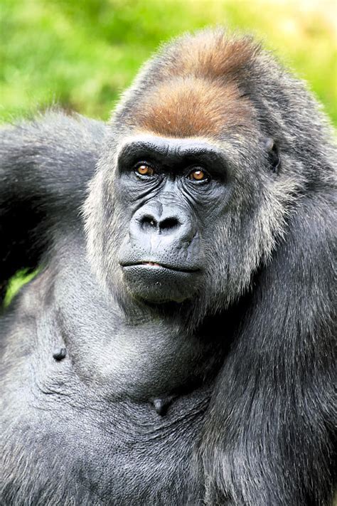 gorilla pose photograph  goyo ambrosio
