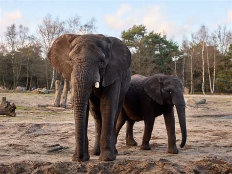 olifanten updates  volg de dracht  safaripark beekse bergen