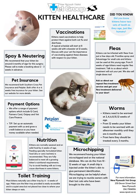 kitten healthcare  plymouth vet group