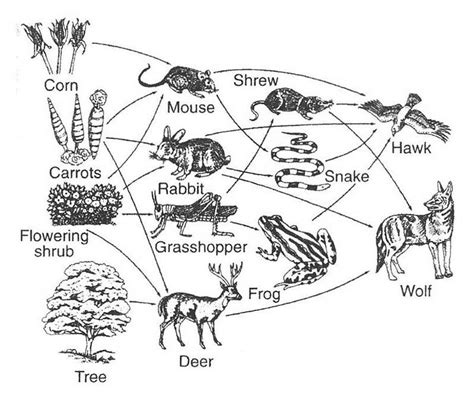 food chain posters worskheet