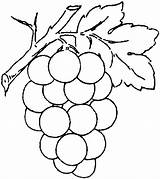 Grape Coloring Grapes Pages Vine Drawing Vines Printable Getdrawings sketch template