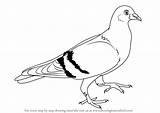 Draw Pigeon Drawing Sketch Birds Step Drawings Tutorials Animals Learn Sketches Paintingvalley Getdrawings sketch template