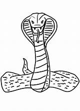 Cobra Coloring Pages King Spitting Snake Print Color Template Printable Getcolorings Designlooter Drawingnow Getdrawings Drawings Printablee 98kb sketch template