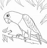 Parrot Loros Bird Perroquet Toucan Papegaai Pintar Toco Parrots Colorier Pajaros Ausmalbilder Impressionnant Dieren Coloriage Mewarnai Papagei sketch template