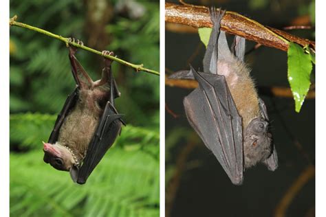 philippine fruit bats     species    dna