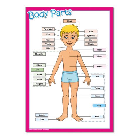human body parts poster  kids
