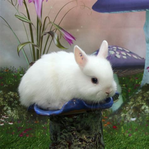 netherland dwarf rabbit rabbits  sale natick ma