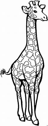 Giraffe Dicker Tiere Malvorlagen Malvorlage sketch template