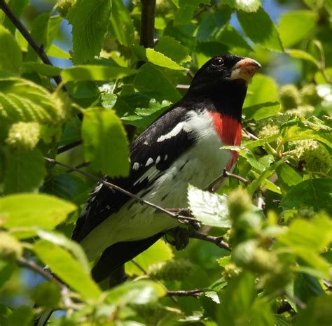 red chest black head id   identify  north american bird whatbird community
