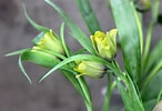 Image result for "fritillaria Sargassi". Size: 146 x 100. Source: www.stevensandson.com