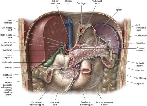 Internal Organs Atlas Of Anatomy