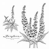 Foxglove Flower Vecteezy sketch template