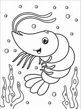 Shrimp sketch template