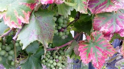 grow grape vines grapes growing   fence bigadvice youtube