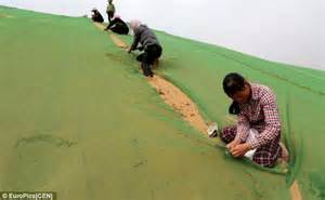 chinese city accidentally creates  desert  cover   green plastic daily mail