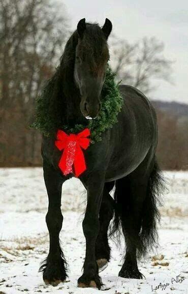 christmas horse christmas horses horses beautiful horses