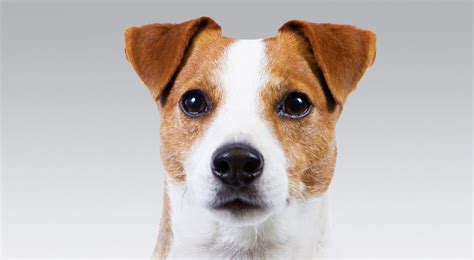 russell terrier dog breed information american kennel club
